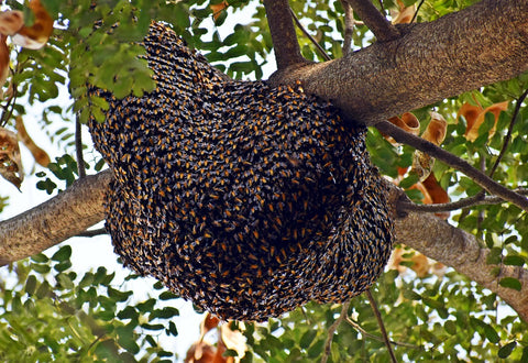 Essaim d'abeilles : contacter un apiculteur lorsqu'il n'existe pas de danger immédiat